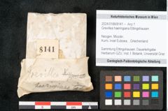 Foto (Objekt + Etikett) von Grevillea haeringiana Ettingshausen (NHMW-GEO-2024-0188-8141)